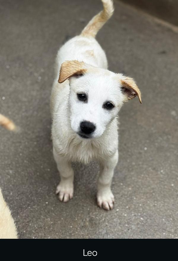 Leo cucciolo in canile  Foto 2