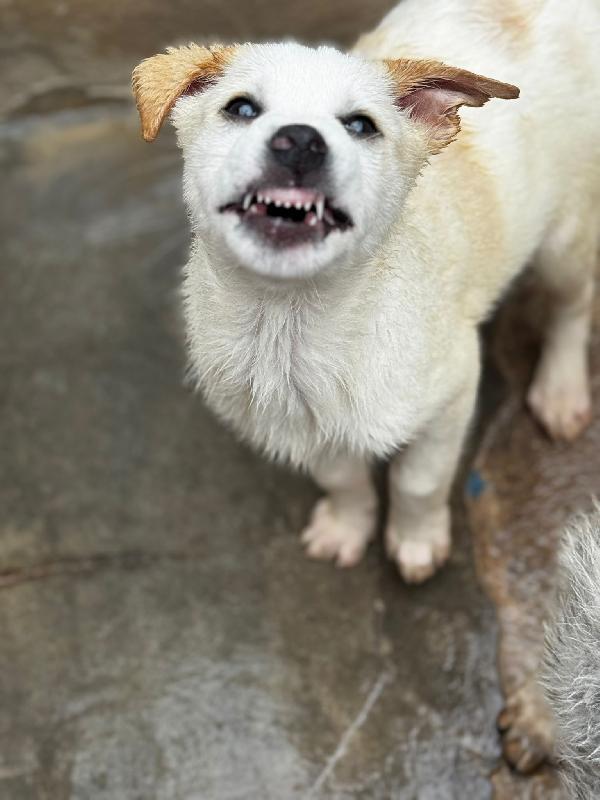 Leo cucciolo in canile  Foto 3