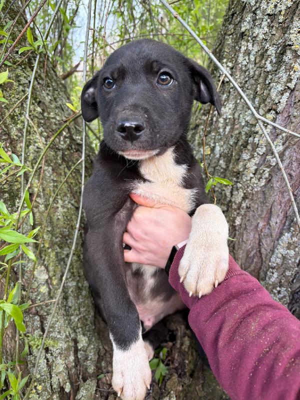 UNA MAMMA PER NOAH Foto 3