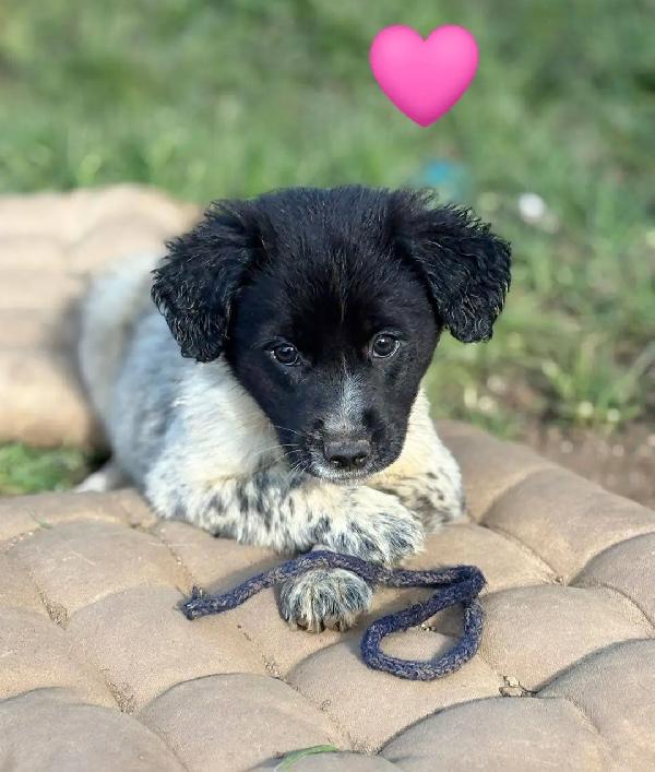 Una Mamma Per Trilly