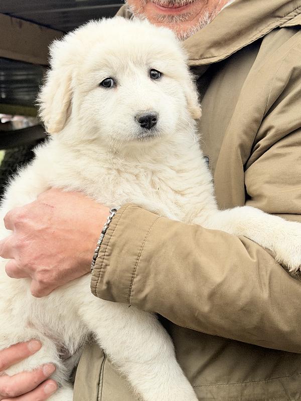 💕🐾 dea 🐾💕 splendida cucciola in adozione  Foto 2