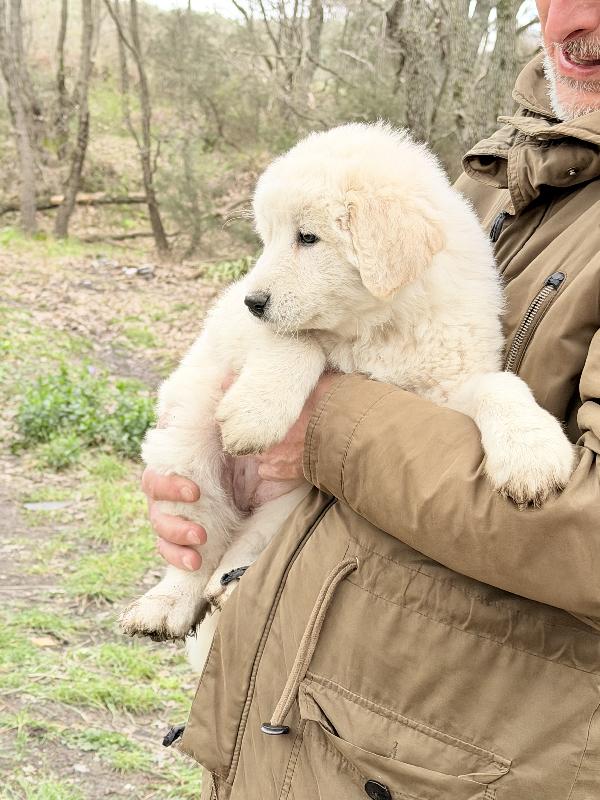 💕🐾 dea 🐾💕 splendida cucciola in adozione  Foto 3