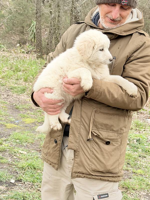 💕🐾 dea 🐾💕 splendida cucciola in adozione  Foto 4