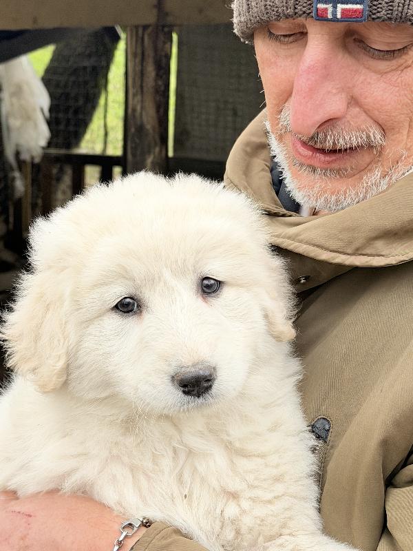 💕🐾 dea 🐾💕 splendida cucciola in adozione  Foto 5