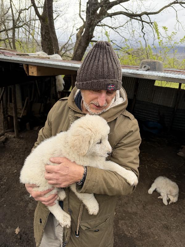 💕🐾 dea 🐾💕 splendida cucciola in adozione  Foto 6