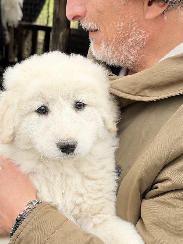 💕🐾 dea 🐾💕 splendida cucciola in adozione  Foto 7