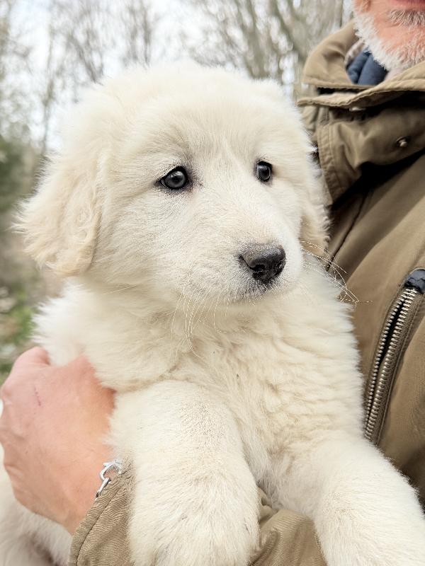 💕🐾 dea 🐾💕 splendida cucciola in adozione  Foto 8