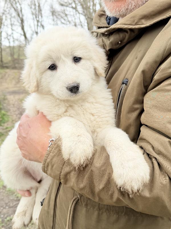 💕🐾 dea 🐾💕 splendida cucciola in adozione  Foto 9