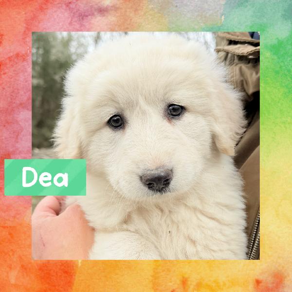 🌸🐾 Dea 🐾🌸 Magnifica Cucciola In Adozione 