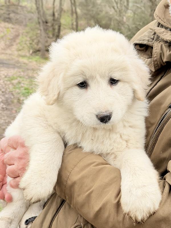 🌸🐾 dea 🐾🌸 magnifica cucciola in adozione  Foto 2