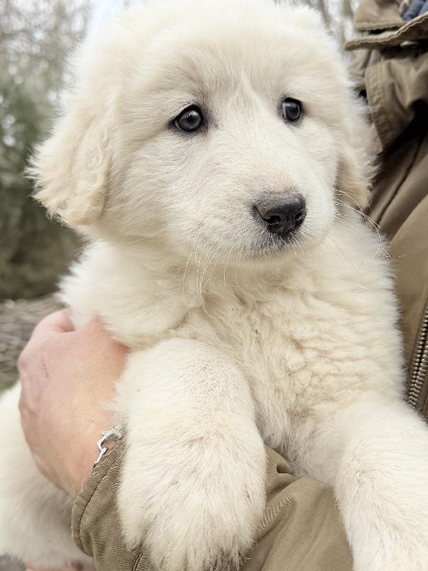 🌸🐾 dea 🐾🌸 magnifica cucciola in adozione  Foto 3