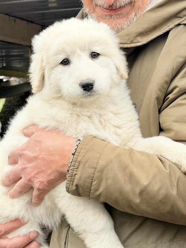 🌸🐾 dea 🐾🌸 magnifica cucciola in adozione  Foto 5