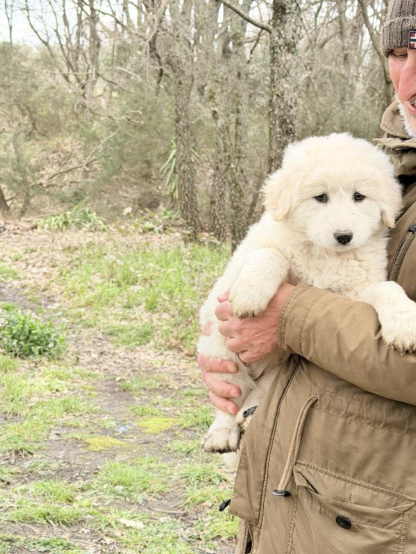 🌸🐾 dea 🐾🌸 magnifica cucciola in adozione  Foto 6
