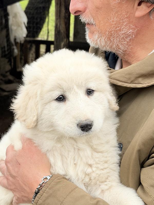 🌸🐾 dea 🐾🌸 magnifica cucciola in adozione  Foto 8