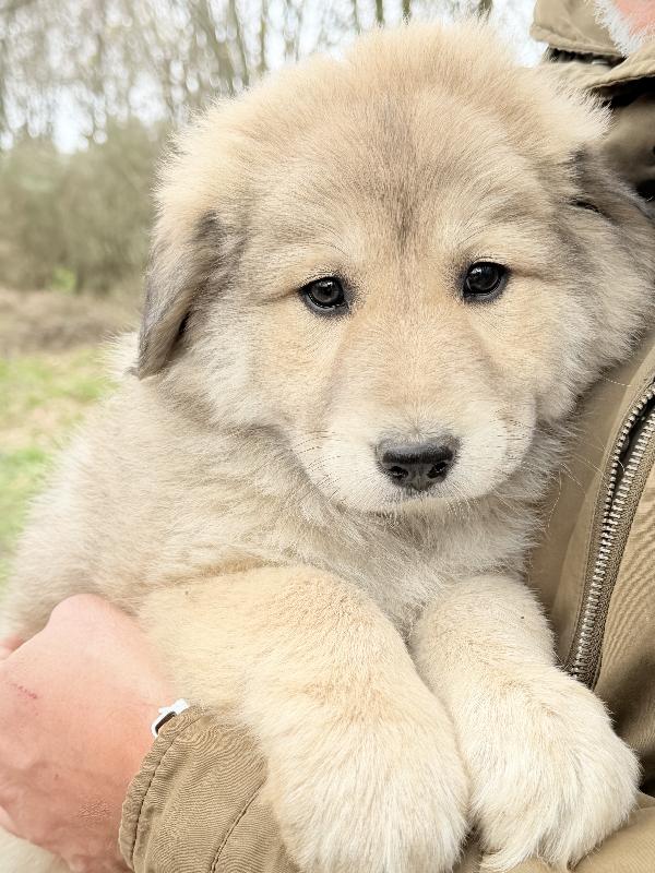 🌺🐾 Atena 🐾🌺 splendida cucciola in adozione  Foto 2