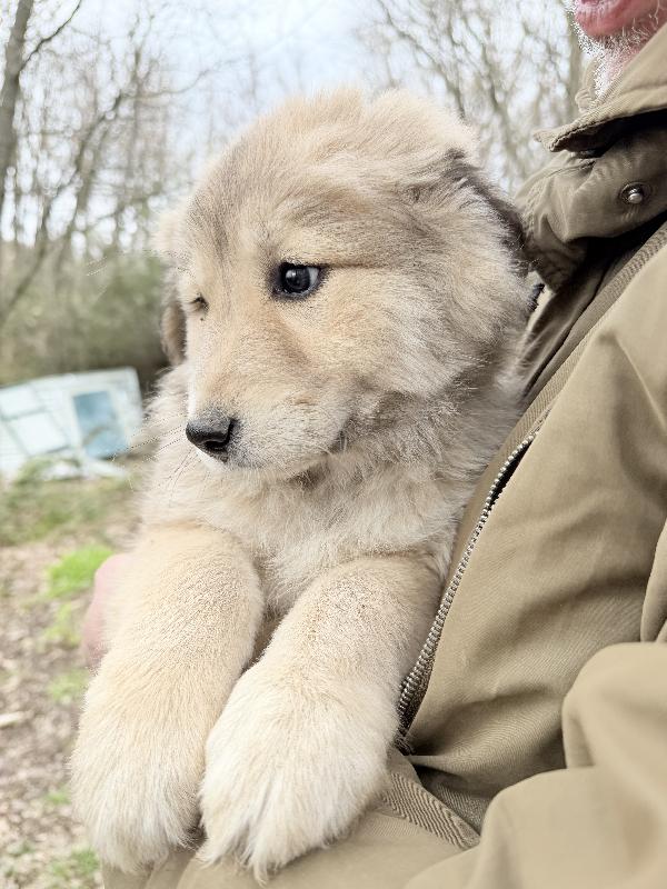 🌺🐾 Atena 🐾🌺 splendida cucciola in adozione  Foto 3