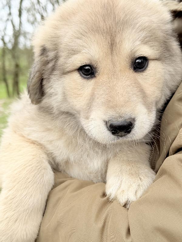 🌺🐾 Atena 🐾🌺 splendida cucciola in adozione  Foto 7