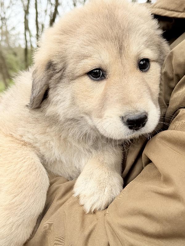 🌺🐾 Atena 🐾🌺 splendida cucciola in adozione  Foto 8