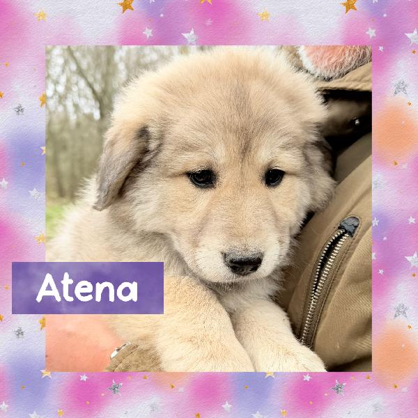💖🐾 Atena 🐾💖 Meravigliosa Cucciola In Adozione 