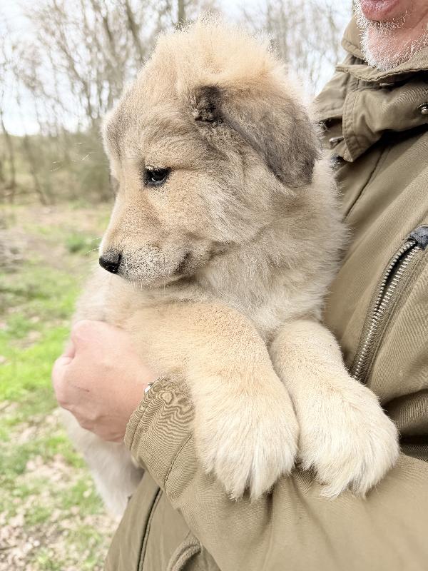 💖🐾 atena 🐾💖 meravigliosa cucciola in adozione  Foto 2