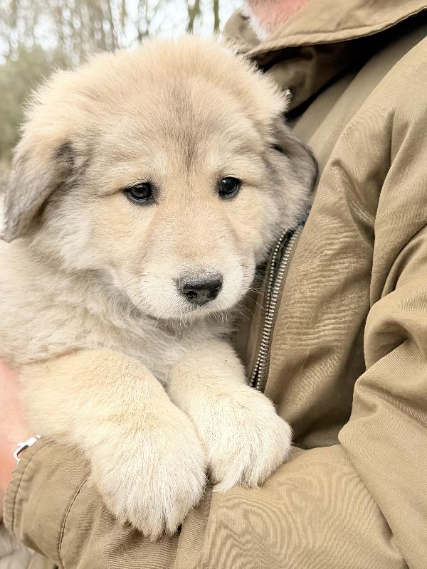 💖🐾 atena 🐾💖 meravigliosa cucciola in adozione  Foto 3