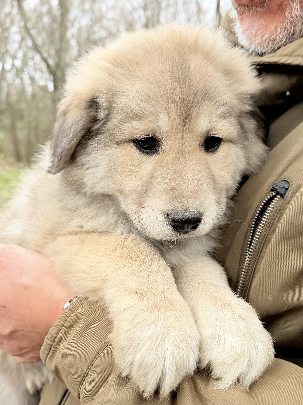 💖🐾 atena 🐾💖 meravigliosa cucciola in adozione  Foto 4
