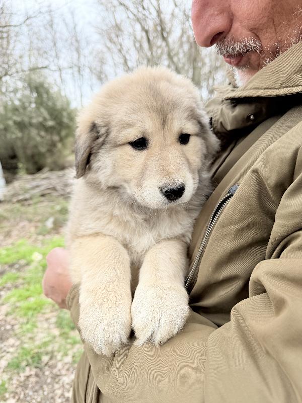 💖🐾 atena 🐾💖 meravigliosa cucciola in adozione  Foto 6