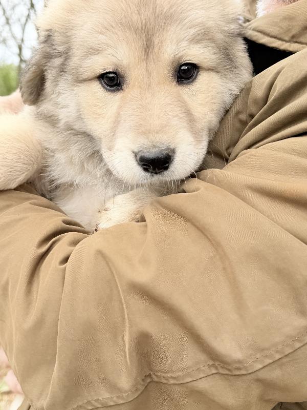 💖🐾 atena 🐾💖 meravigliosa cucciola in adozione  Foto 7