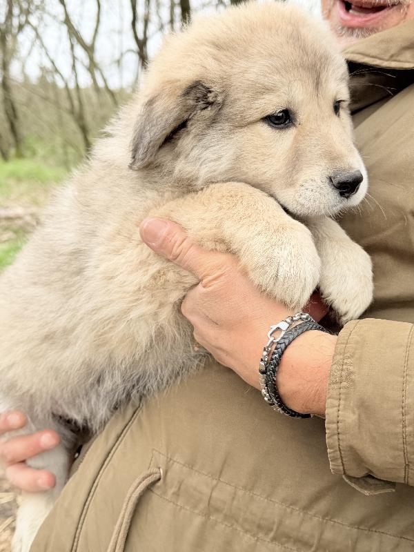 💖🐾 atena 🐾💖 meravigliosa cucciola in adozione  Foto 8