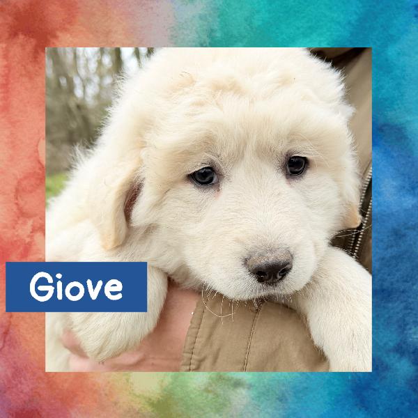 💙🐾 Giove 🐾💙 Meraviglioso Cucciolo In Adozione 