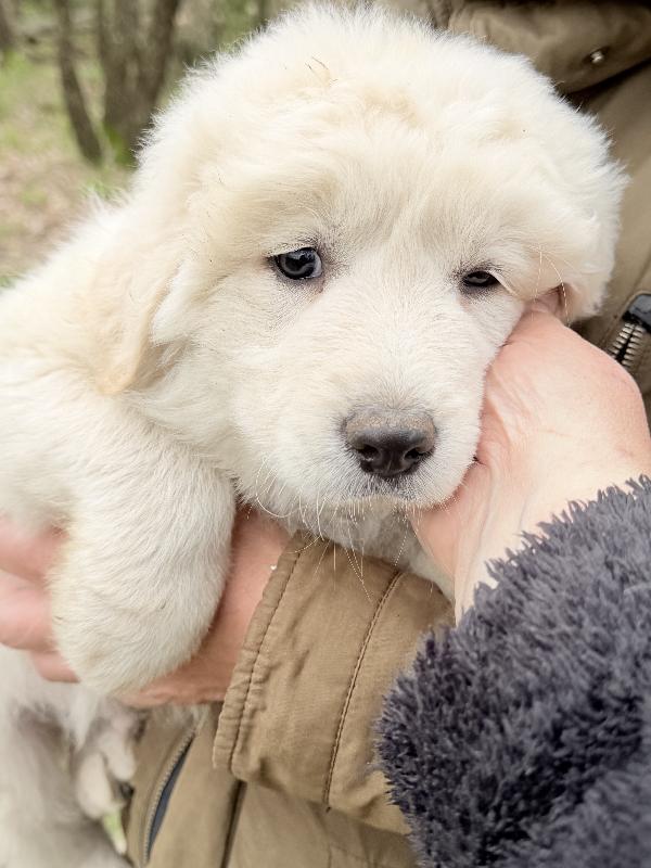 💙🐾 giove 🐾💙 meraviglioso cucciolo in adozione  Foto 2