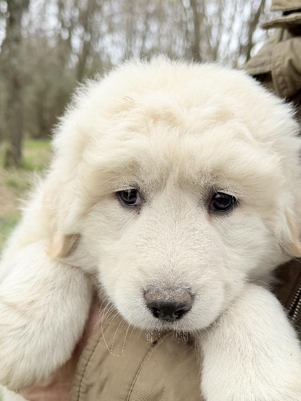 💙🐾 giove 🐾💙 meraviglioso cucciolo in adozione  Foto 4
