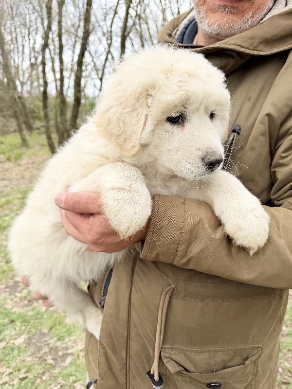 💙🐾 giove 🐾💙 meraviglioso cucciolo in adozione  Foto 5