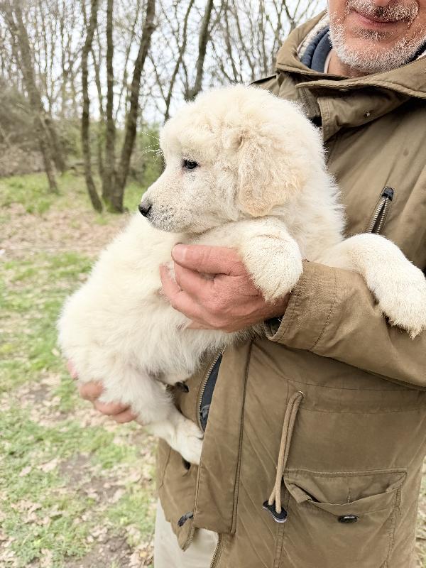 💙🐾 giove 🐾💙 meraviglioso cucciolo in adozione  Foto 6