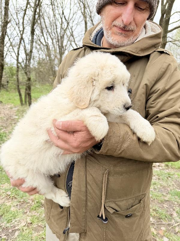 💙🐾 giove 🐾💙 meraviglioso cucciolo in adozione  Foto 7