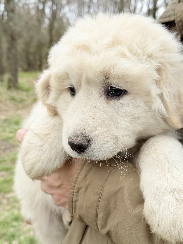 💚🐾 giove 🐾💚 stupendo cucciolo in adozione  Foto 2