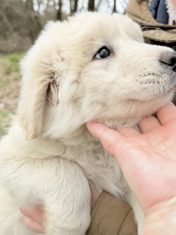 💚🐾 giove 🐾💚 stupendo cucciolo in adozione  Foto 5