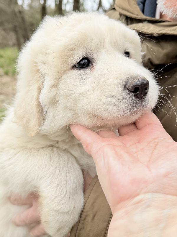 💚🐾 giove 🐾💚 stupendo cucciolo in adozione  Foto 6
