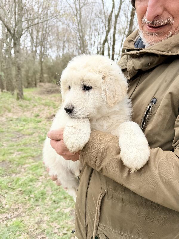 💚🐾 giove 🐾💚 stupendo cucciolo in adozione  Foto 7