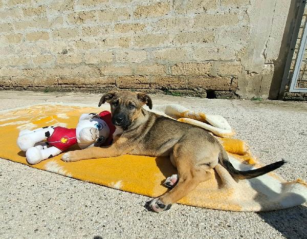 Piccola Fucsia Foto 2