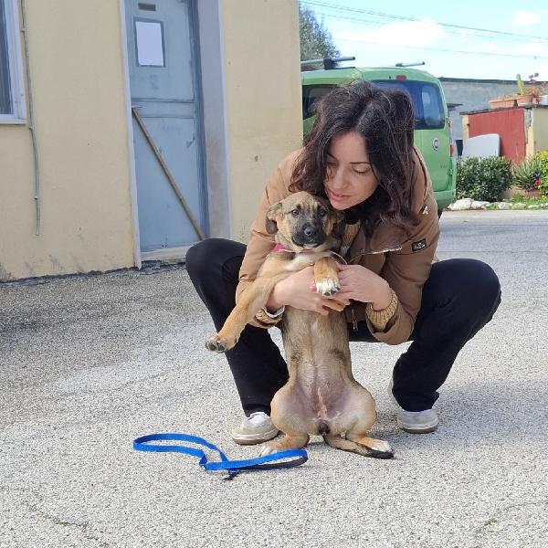 Piccola Fucsia Foto 4