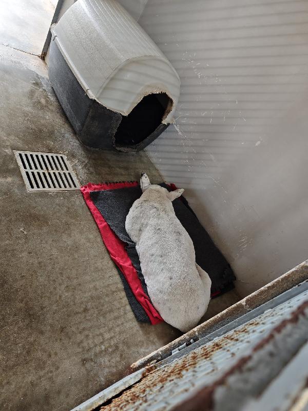 la passione di MAGDA Foto 2