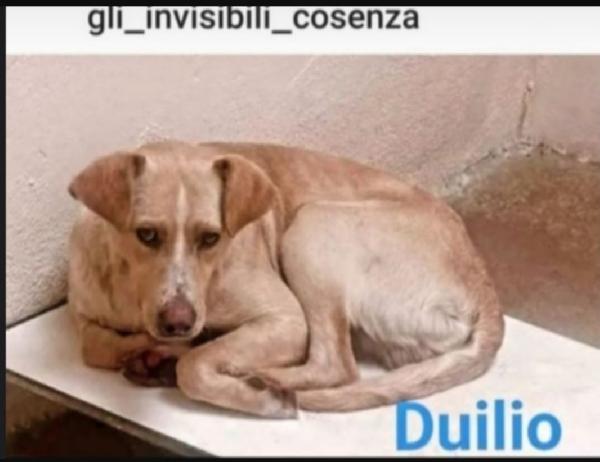Duilio 4Anni Uno Degli Invisibili Di Cosenza
