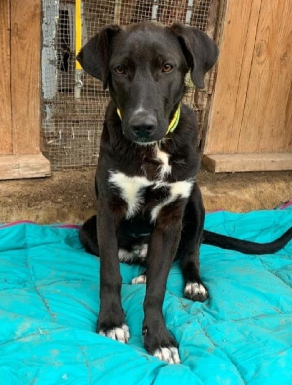 Lucky Quasi 2Anni Tg Media Salito A Milano 15Mesi Fa