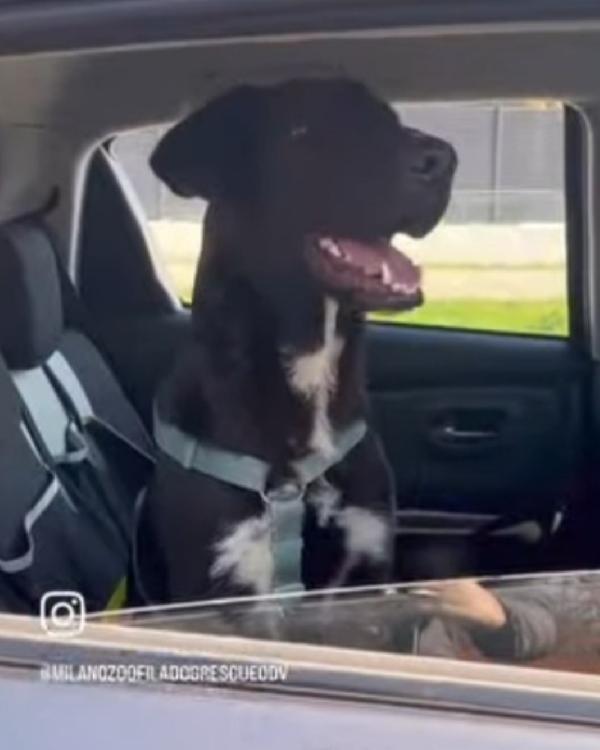 Lucky quasi 2anni tg media salito a MILANO 15mesi fa Foto 3