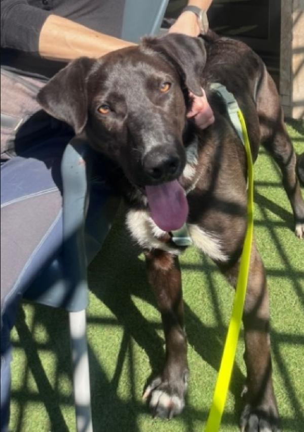 Lucky quasi 2anni tg media salito a MILANO 15mesi fa Foto 6