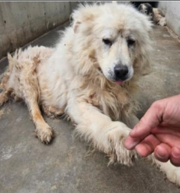 Pastore Abruzzese Anziano Non Ce La Fa Più! Abruzzo