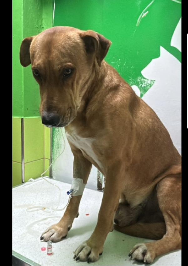 Cody 4/5anni SOS SALVEZZA! ALBANIA Foto 2