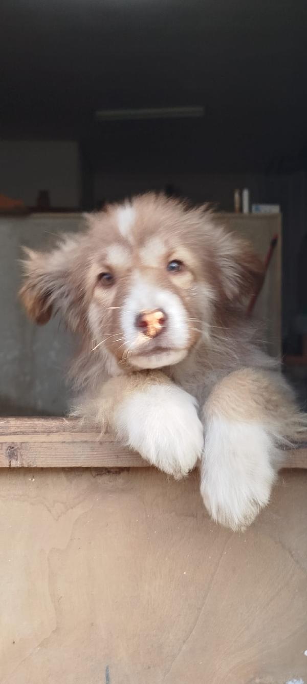 Zoey Splendida Cucciolotta Cerca Casa 