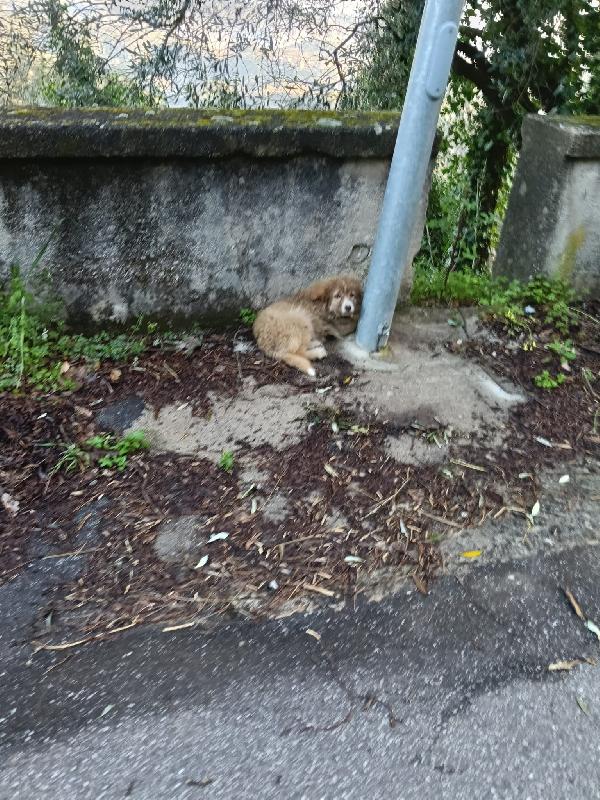 Zoey splendida cucciolotta cerca casa  Foto 2